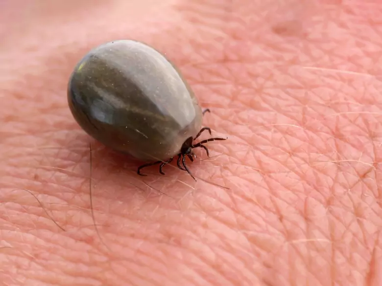 Choroba plamista Gór Skalistych – co to takiego?