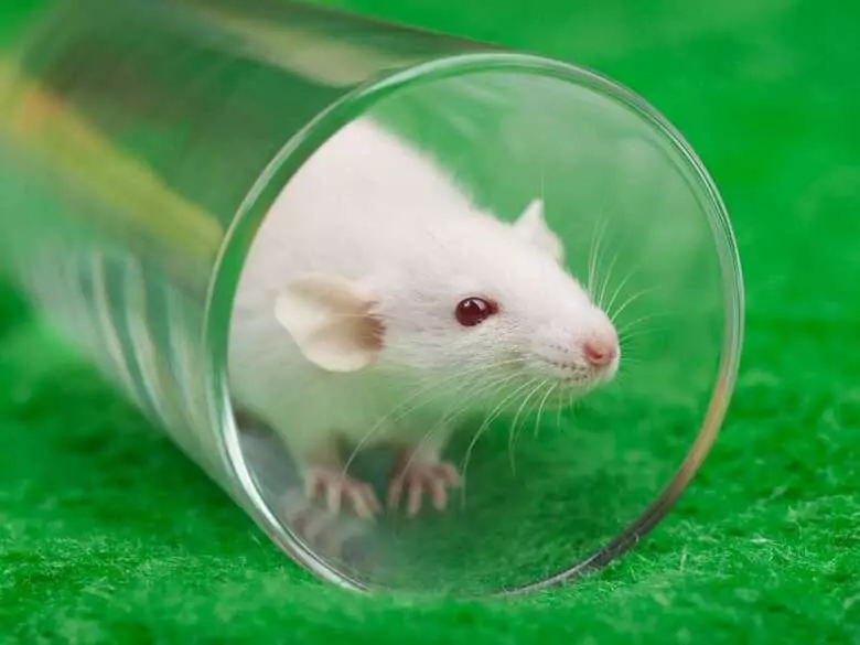 Roślinnego pochodzenia resweratrol a ciśnienie tętnicze