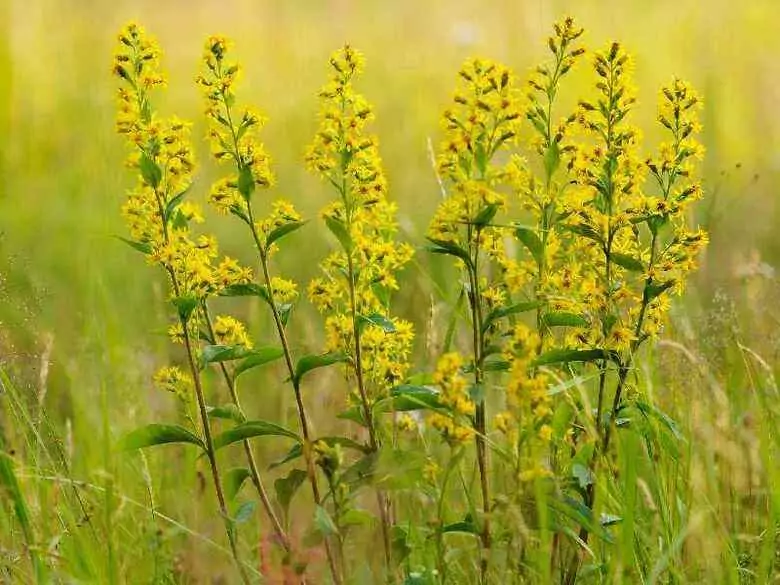 Fitoterapia żylaków podudzi i hemoroidów